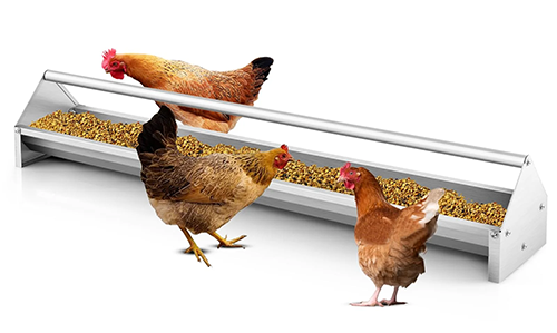 Chicken Feed